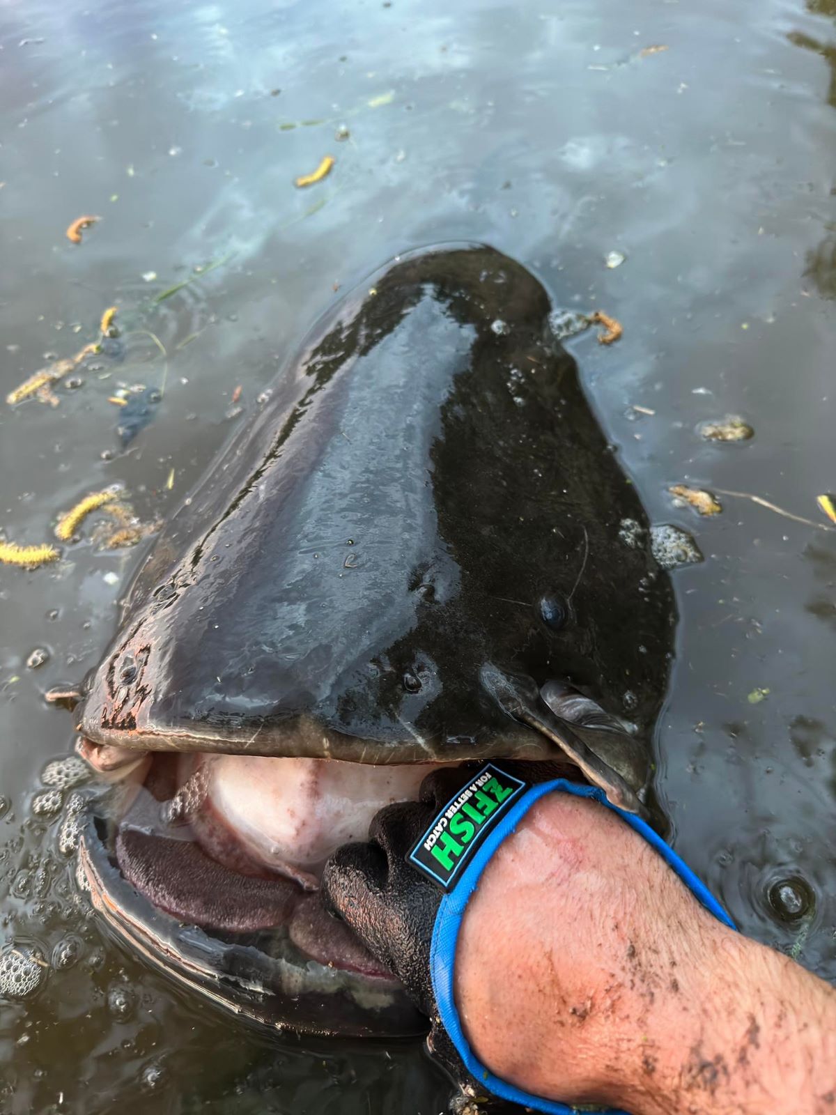ZFISH šamų pirštinė